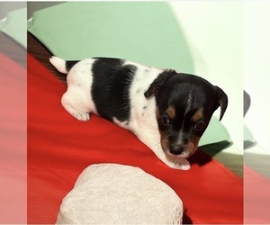 Jack Russell Terrier Puppy for sale in NASHVILLE, NC, USA