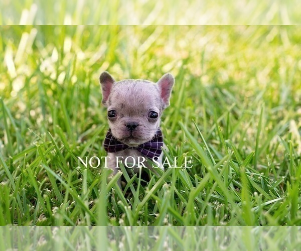 Medium Photo #1 French Bulldog Puppy For Sale in HIGHLAND VILLAGE, TX, USA