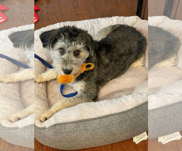 Medium Photo #7 Aussiedoodle Miniature  Puppy For Sale in St. Louis Park, MN, USA