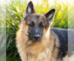 CHASE - Male German Shepherd Dog Dog for Adoption - Small photo