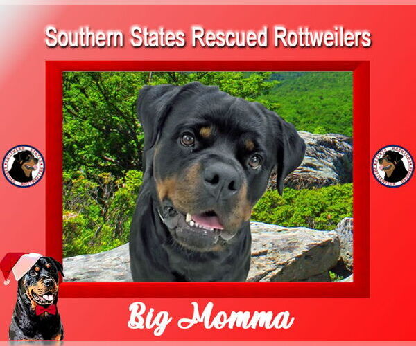 Medium Photo #2 Rottweiler Puppy For Sale in White Hall, AR, USA