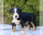 Small #3 Greater Swiss Mountain Dog