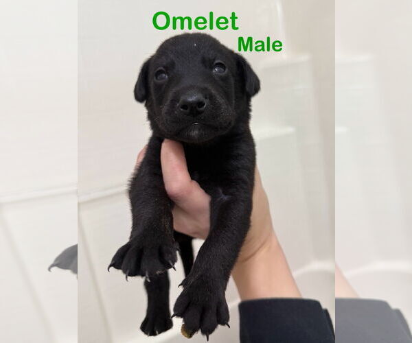 Medium Photo #2 Mutt Puppy For Sale in Jacksonville, NC, USA