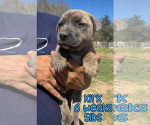 Mutt Dogs for adoption in Woodbury, NY, USA