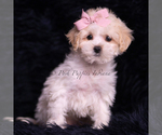 Puppy Miley Maltipoo (Miniature)