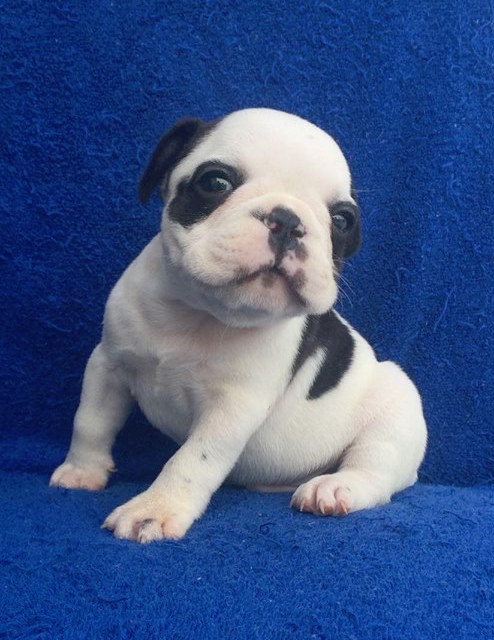 View Ad: French Bulldog Puppy for Sale near South Carolina, CHARLESTON ...