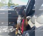 Small #4 Boxer