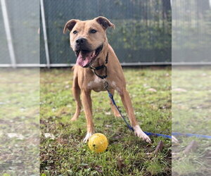 AC - Duke (NY) - Male Mutt Dog for Adoption - Photo #7