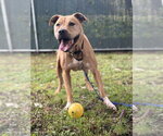 Small Photo #7 Mutt Puppy For Sale in Brewster, NY, USA