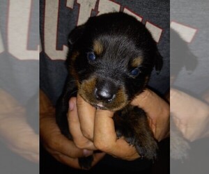 Rottweiler Puppy for sale in SHERMAN, NY, USA