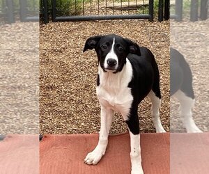Border Collie-Unknown Mix Dogs for adoption in Bolivar, MO, USA