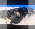 Small #6 Doberman Pinscher