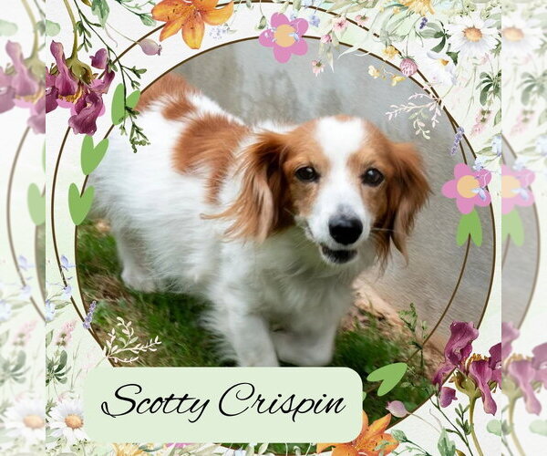 Medium Photo #5 Dachshund Puppy For Sale in San Antonio, TX, USA