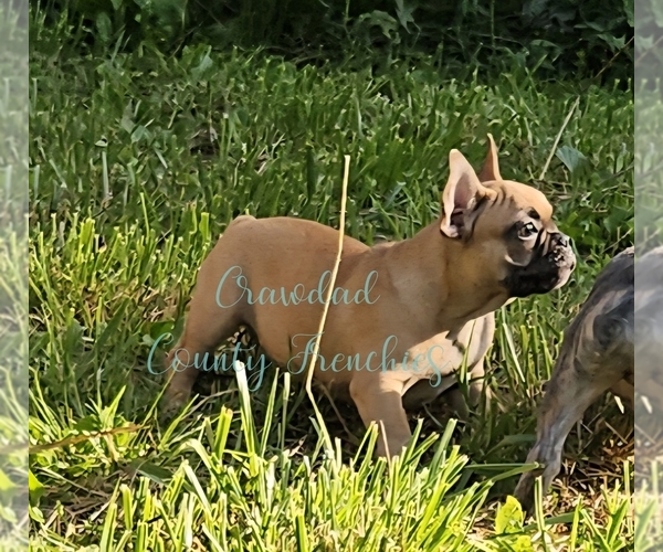 Medium Photo #1 French Bulldog Puppy For Sale in GOODMAN, MO, USA