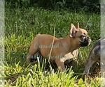 Image preview for Ad Listing. Nickname: Dewey
