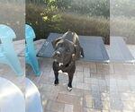 Small #1 Mutt