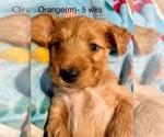 Small #11 Goldendoodle