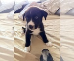 Small #5 Siberian Husky Mix