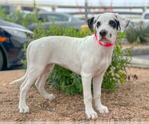 Mutt Dogs for adoption in PIPE CREEK, TX, USA