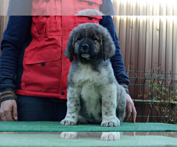 Medium Photo #2 Caucasian Shepherd Dog Puppy For Sale in Zarnesti, Brasov, Romainia
