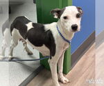 Small #2 Feist Terrier-Rat Terrier Mix