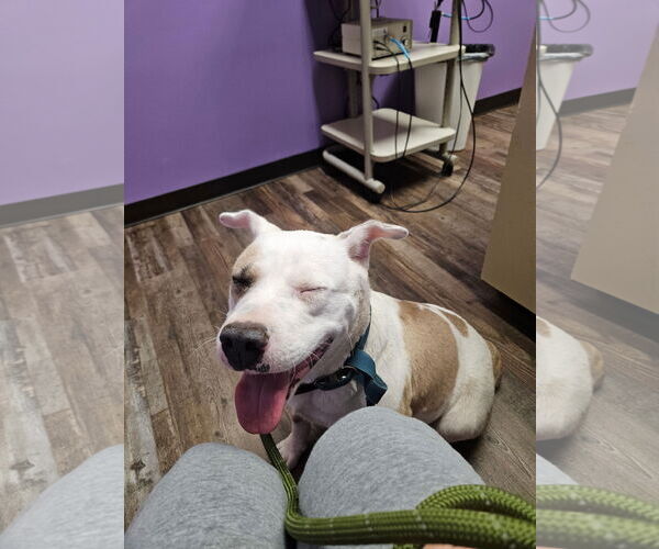 Medium Photo #3 American Pit Bull Terrier-Unknown Mix Puppy For Sale in Oakhurst, NJ, USA