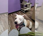 Small #2 American Pit Bull Terrier Mix