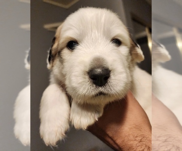 Medium Photo #3 Great Pyrenees Puppy For Sale in LAS VEGAS, NV, USA