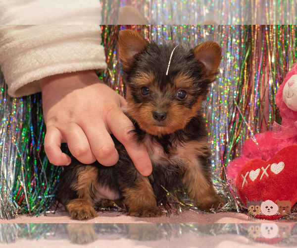 Medium Photo #5 Yorkshire Terrier Puppy For Sale in SAFFORD, AZ, USA