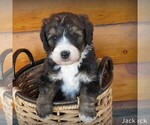 Small Photo #1 Bernedoodle-Poodle (Standard) Mix Puppy For Sale in CANON CITY, CO, USA