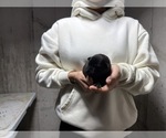 Small Photo #2 Dutch Shepherd Dog Puppy For Sale in WATERTOWN, CT, USA