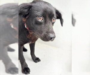 Chihuahua Dogs for adoption in Houston, TX, USA