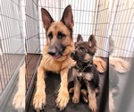 Small Photo #6 German Shepherd Dog Puppy For Sale in NEW PORT RICHEY, FL, USA