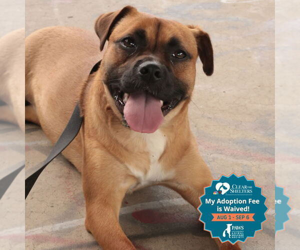 Medium Photo #21 Mutt Puppy For Sale in Philadelphia, PA, USA