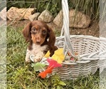 Image preview for Ad Listing. Nickname: Coco