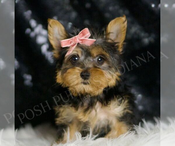 Medium Photo #4 Yorkshire Terrier Puppy For Sale in WARSAW, IN, USA