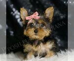 Small #3 Yorkshire Terrier