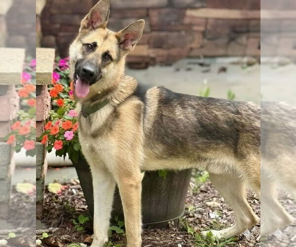 Medium Photo #6 German Shepherd Dog Puppy For Sale in Spring Lake, NJ, USA