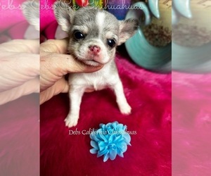 Chihuahua Puppy for sale in TRACY, CA, USA