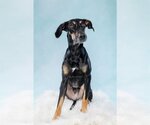 Small Photo #3 Doberman Pinscher-Labrador Retriever Mix Puppy For Sale in Tuscaloosa, AL, USA