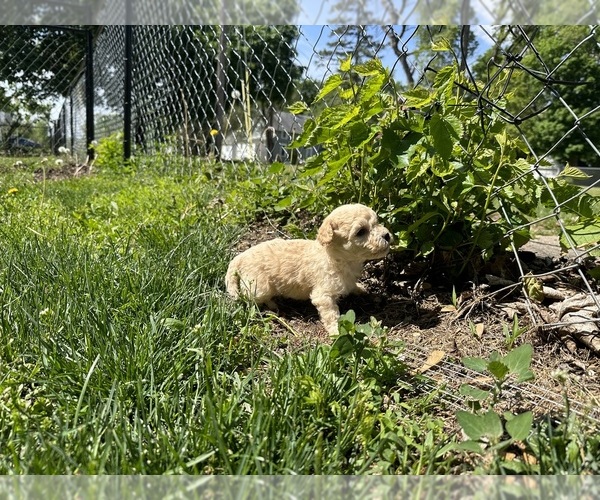 Medium Photo #18 Goldendoodle-Shih Tzu Mix Puppy For Sale in SOUTH BELOIT, IL, USA