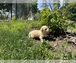 Small #17 Goldendoodle-Shih Tzu Mix