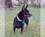 Small #1 Miniature Pinscher