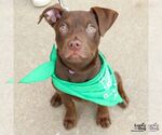 Small #10 Mutt