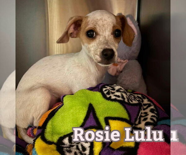 Medium Photo #10 Chiweenie Puppy For Sale in San Antonio, TX, USA