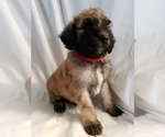 Small Photo #1 Poodle (Standard) Puppy For Sale in ODESSA, WA, USA