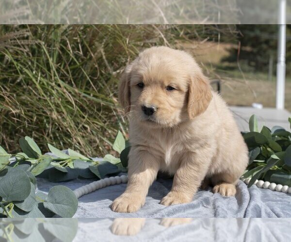 Medium Photo #3 Golden Retriever Puppy For Sale in MILLERSBURG, OH, USA
