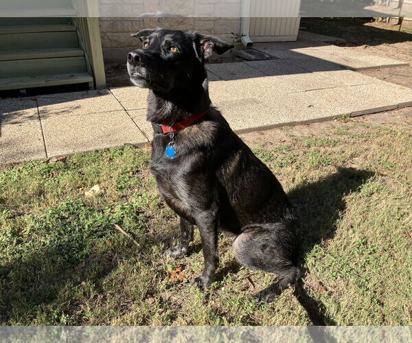 Medium Photo #5 Labsky Puppy For Sale in Carrollton, TX, USA