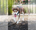 Small Photo #2 Collie-Huskies  Mix Puppy For Sale in McKinney, TX, USA