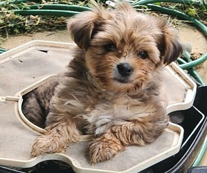 Yorkshire Terrier Puppy for sale in JOHNSON CITY, TN, USA